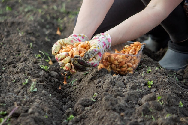 La main d'une agricultrice semant des oignons dans un potager biologique gros plan de la main semant des graines dans le sol