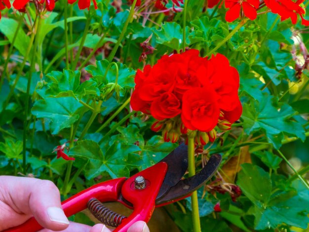 Main à l'aide d'une cisaille dans un jardin