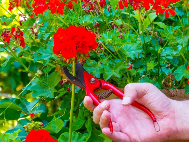 Main à l'aide d'une cisaille dans un jardin