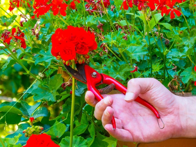 Main à l'aide d'une cisaille dans un jardin