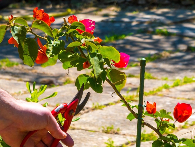 Main à l'aide d'une cisaille dans un jardin