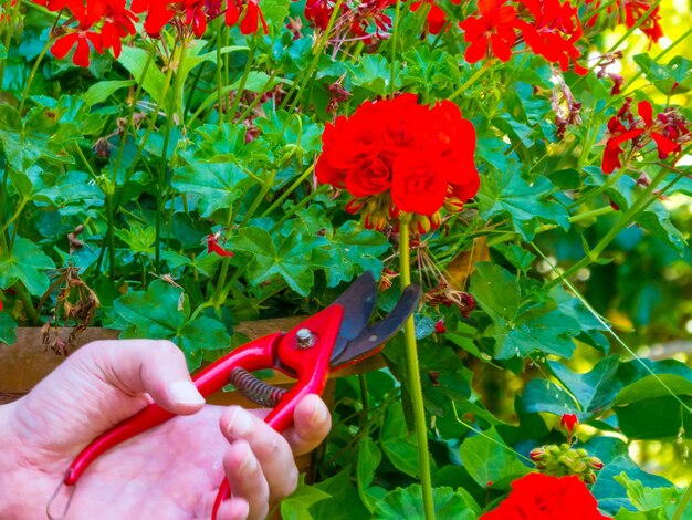 Main à l'aide d'une cisaille dans un jardin