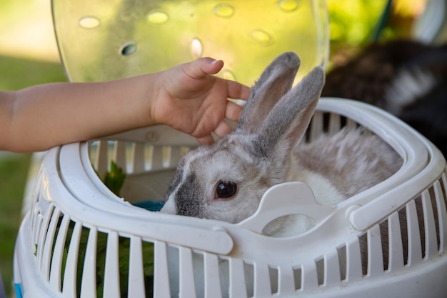 Main de bébé caressant un lapin décoratif nain dans un porte-bébé