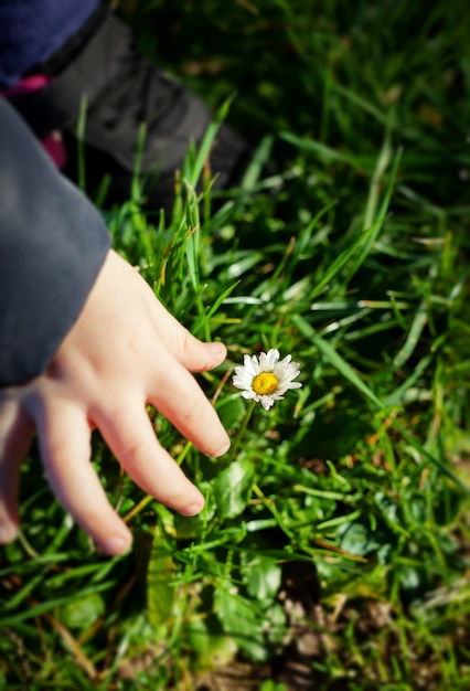 Main de bébé avec fleur de marguerite