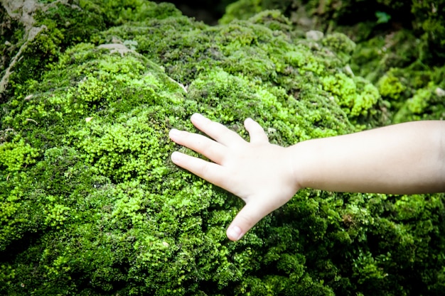 main de bébé touch mousse verte en forêt