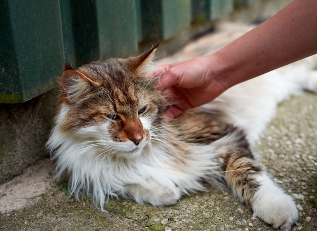 Une main caressant un mignon chat errant aux cheveux longs à l'extérieur