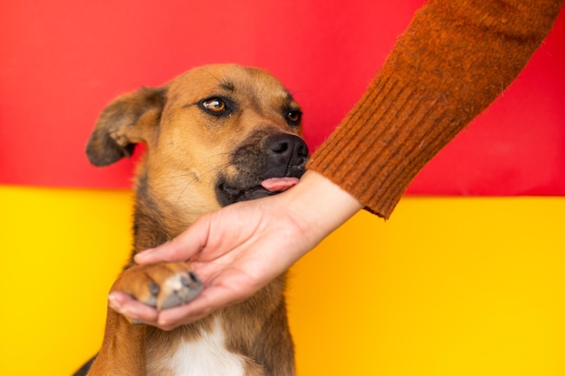 Photo main caressant un mignon chien mixte sur fond coloré