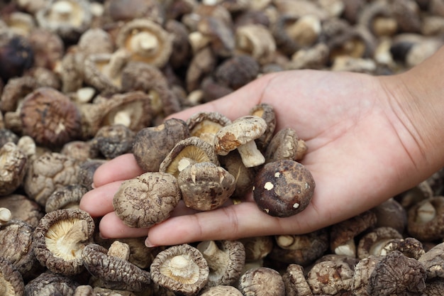 à la main avec des champignons shiitake séchés