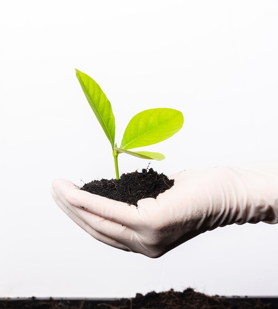 Main de chercheur porter des gants en caoutchouc tenant jeune plante verte avec un sol noir fertile sur palm