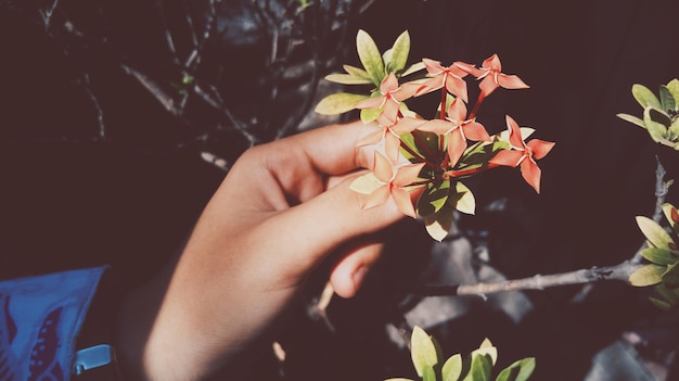 Photo une main coupée cueille des fleurs d'une plante.