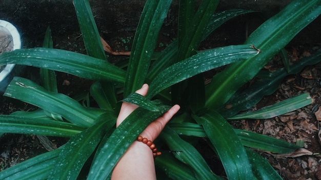 Main coupée d'un enfant touchant une plante