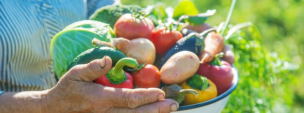 Photo la main coupée d'une femme tenant un fruit