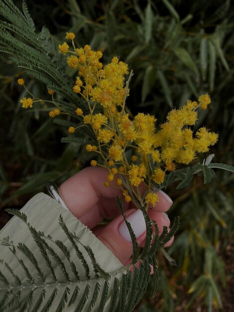 Main coupée d'une femme tenant une plante