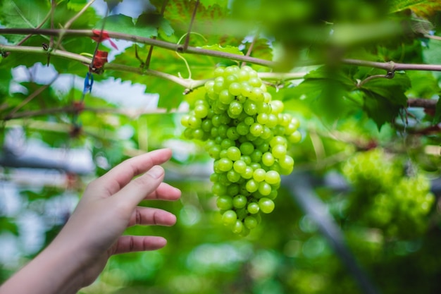 La main coupée d'une femme tendant la main pour les raisins dans la vigne