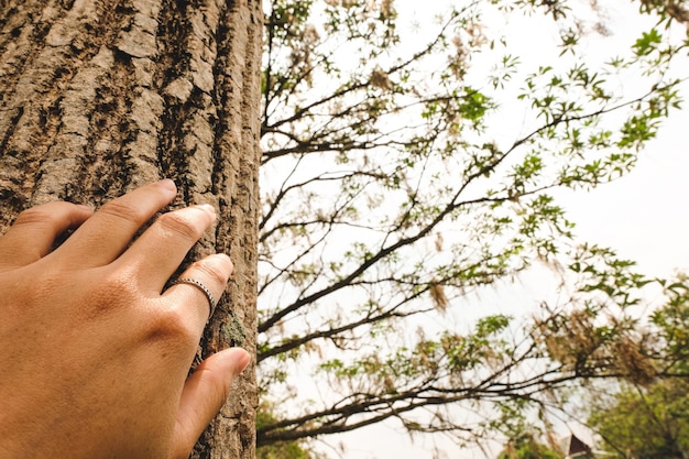 Photo la main coupée d'une femme touchant un arbre