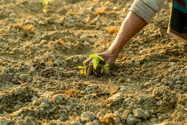 Main coupée d'un homme plantant