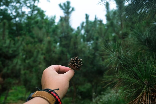 Photo la main coupée d'un homme tenant une cône de pin contre les arbres