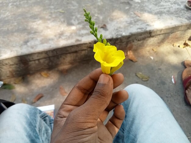 Photo main coupée d'un homme tenant une fleur