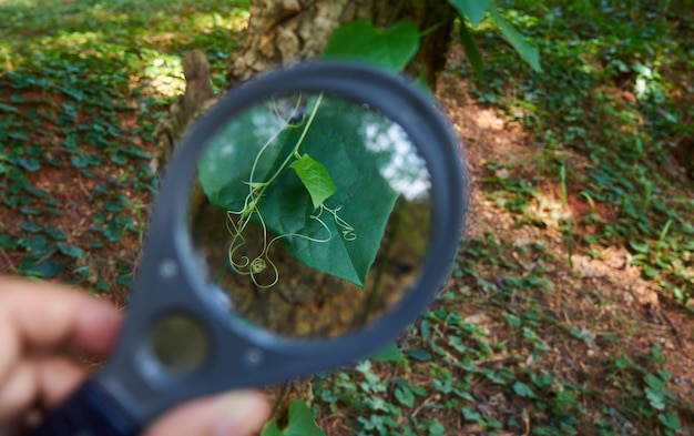 Photo main coupée d'un homme tenant une loupe