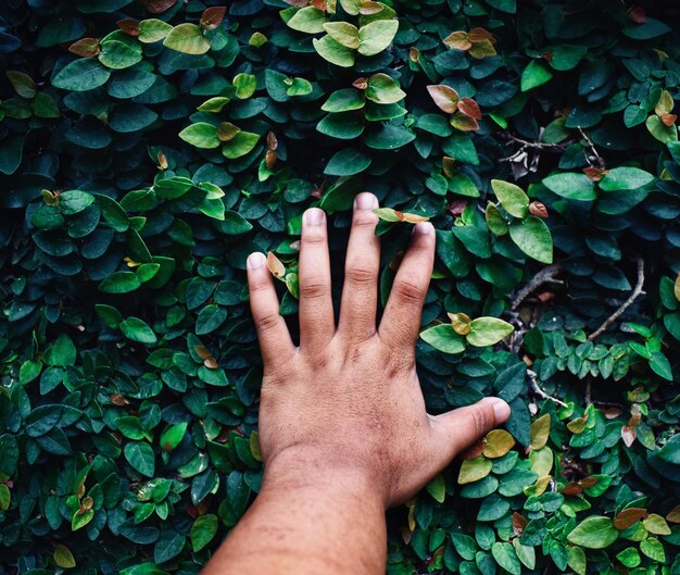 Photo main coupée d'un homme touchant des plantes