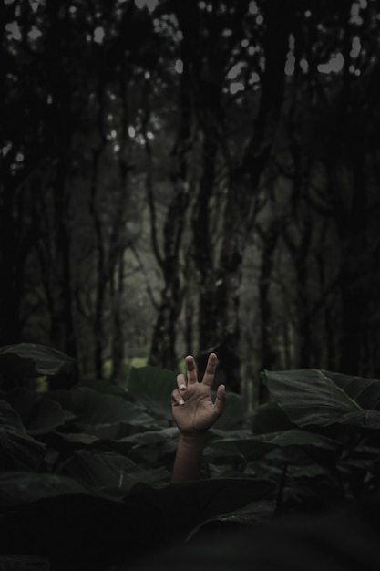 Photo main coupée d'une personne contre des arbres dans la forêt