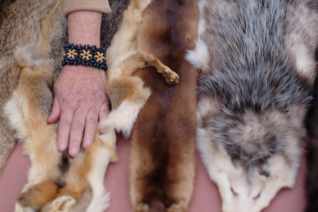 Photo main coupée d'une personne sur la peau d'un animal