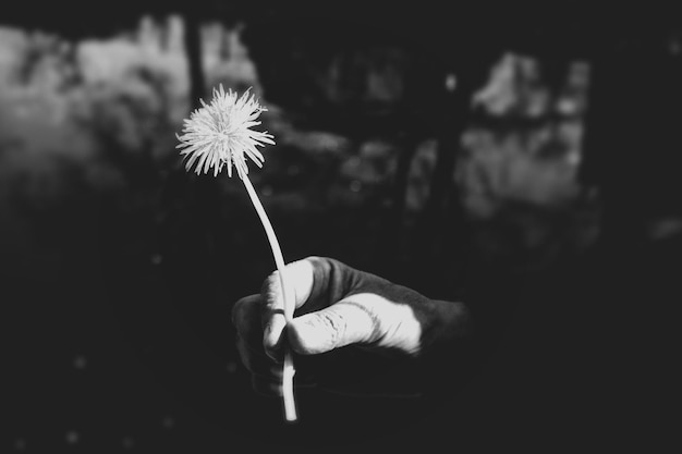 Main coupée d'une personne tenant une fleur