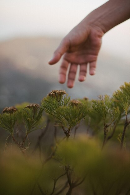 Photo main coupée d'une personne tenant des plantes