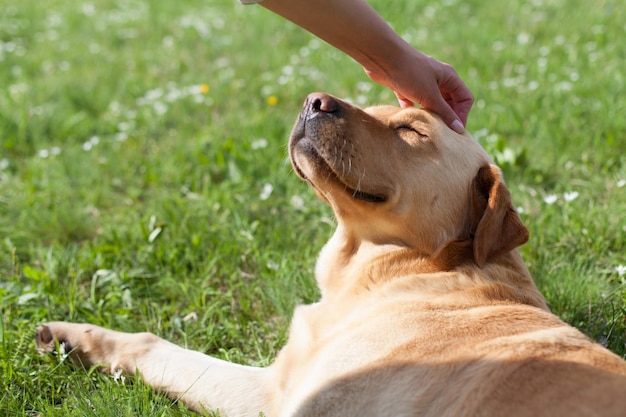 Main coupée d'une personne touchant un golden retriever se détendant sur un champ herbeux