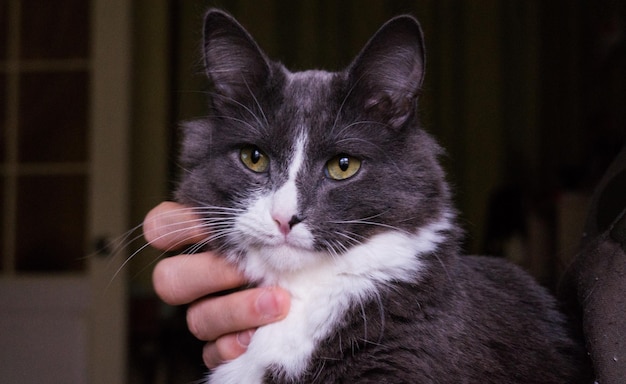 Une main coupée tenant un chat