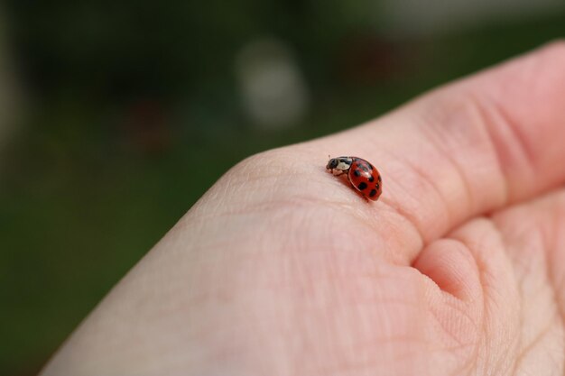 La main coupée tenant la coccinelle