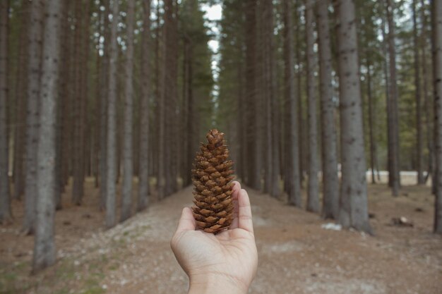 Photo une main coupée tenant une cône de pin dans la forêt