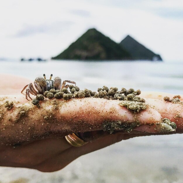 Photo une main coupée tenant un crabe à la plage