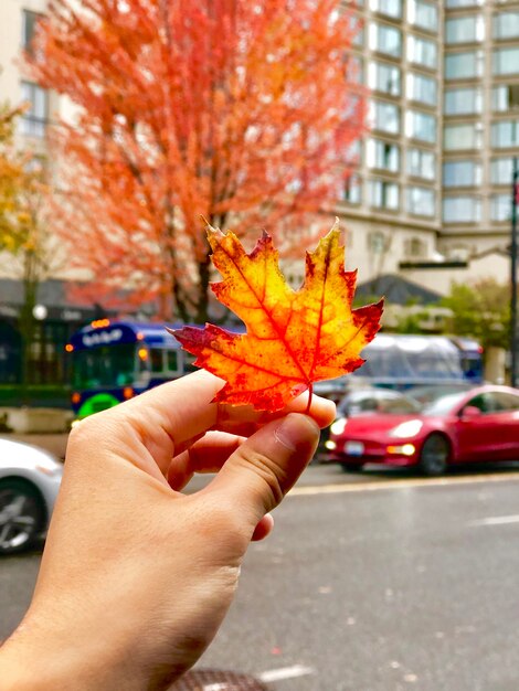 Une main coupée tenant une feuille d'automne en ville