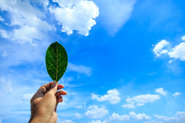 La main coupée tenant une feuille contre le ciel bleu