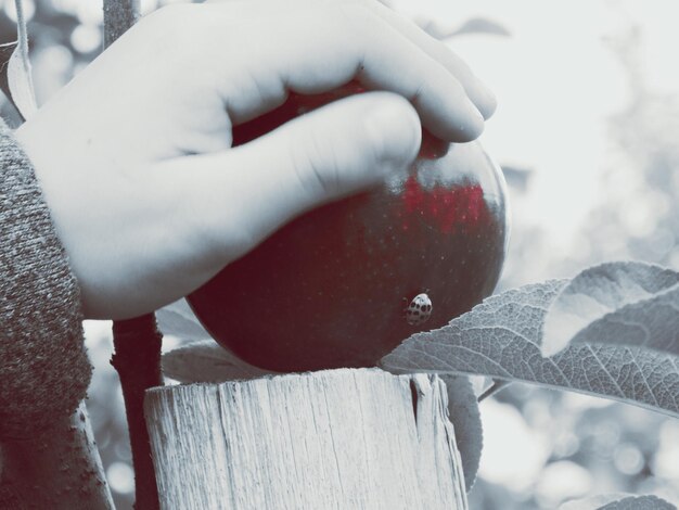 Photo la main coupée tenant une pomme