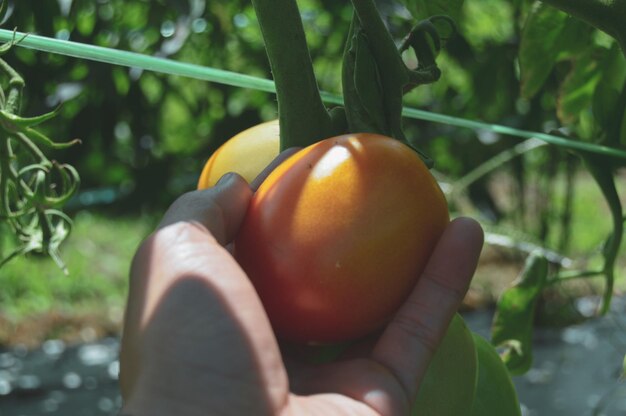 Photo une main coupée tenant une tomate