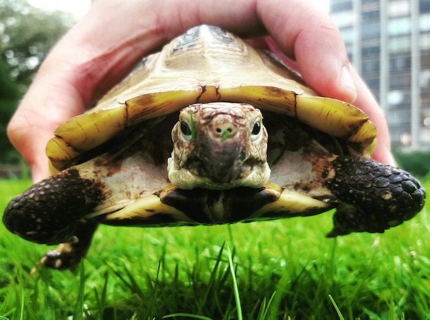 Main coupée tenant une tortue sur le champ