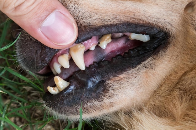 Photo main coupée touchant les dents d'un chien