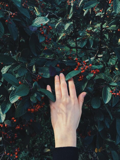 Photo la main coupée touchant les feuilles sur les arbres