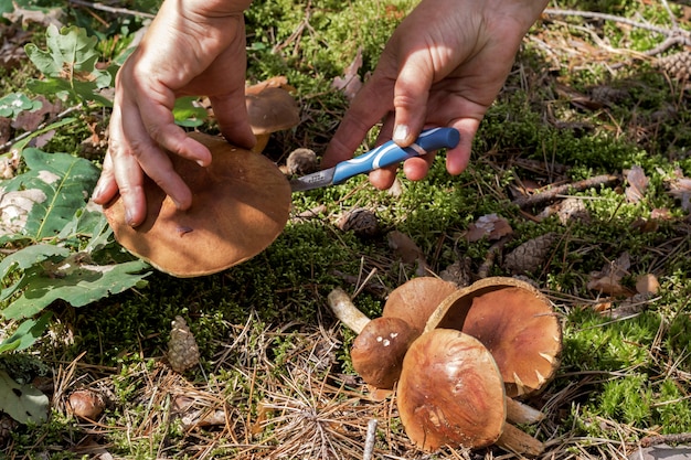 La main avec un couteau a coupé le champignon.