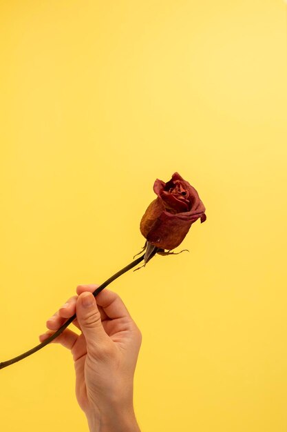 Photo la main cueille une rose sèche sur un fond jaune copier l'espace