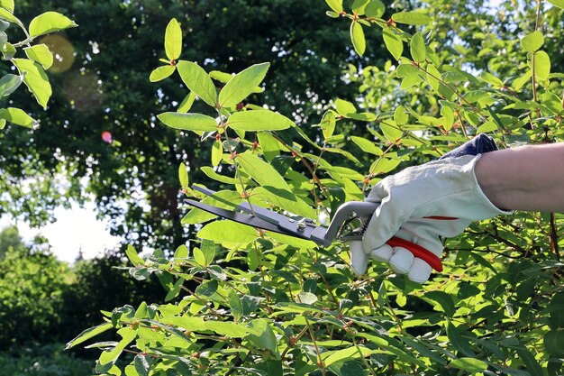 Main dans le buisson de coupe de gant en cuir dans le jardin avec des ciseaux