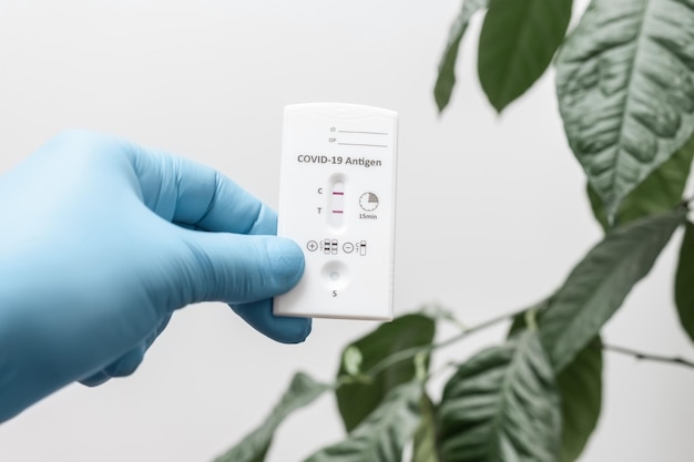 La main dans un gant médical contient un kit de test rapide d'antigène pour la maladie virale COVID19 avec un résultat positif sur fond blanc avec des feuilles vertes
