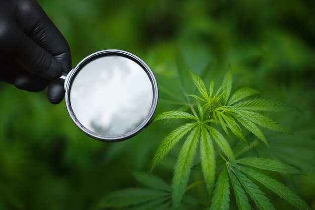 Main dans un gant noir tenant une loupe pour regarder un tas de feuilles de chanvre sur du chanvre ou du cannabis. Plantation de marijuana pour concept médical et commercial