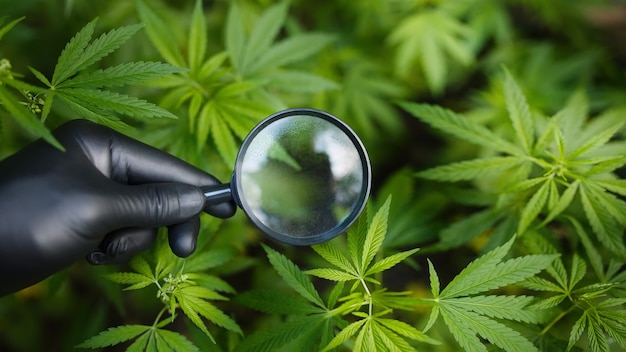 Main dans un gant noir tenant une loupe pour regarder un tas de feuilles de chanvre sur du chanvre ou du cannabis. Plantation de marijuana pour concept médical et commercial