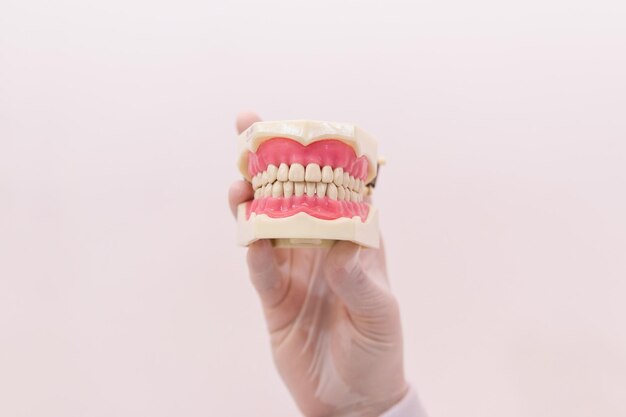 Une main de dentiste tenant une denture artificielle sur un fond blanc