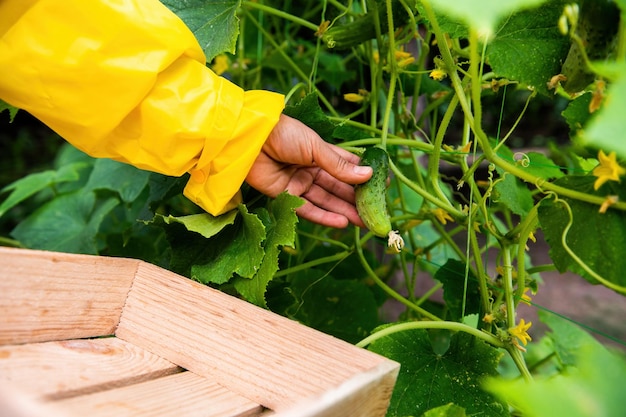 La main du jardinier ramasse le concombre cultivé dans une ferme écologique biologique Agriculture jardinage agriculture agroalimentaire