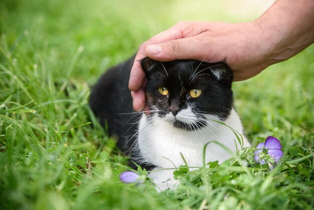 La main du maître caressant le chat dans l'herbe verte