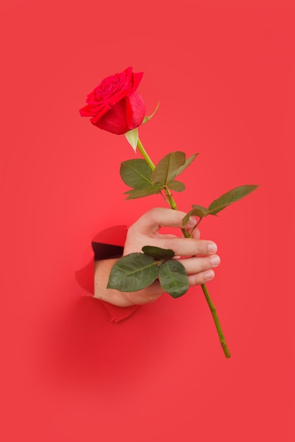 Photo main élégante présentant une seule rose rouge concept de félicitation vue de haut en bas